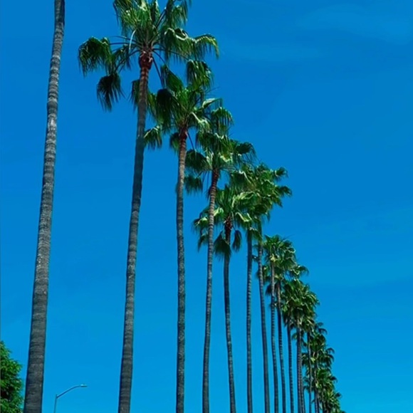 Meet your Posher, Cali - Picture 1 of 1